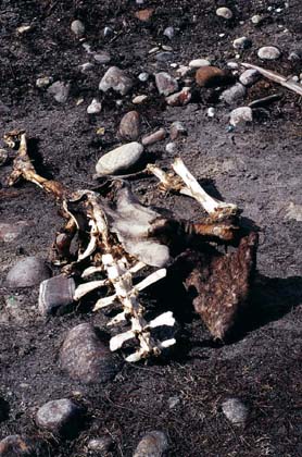 India_Sikkim_Yamtung_yaks_remains01.jpg